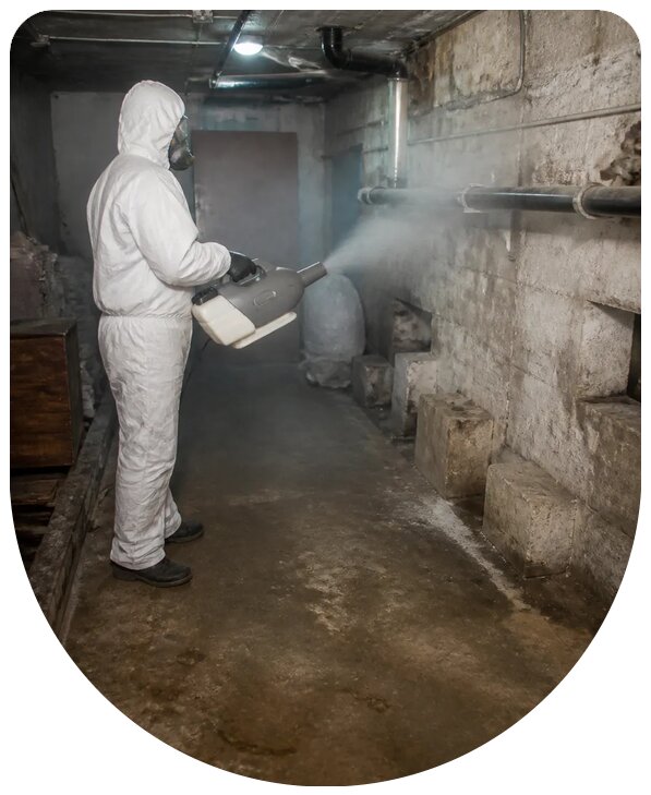 Профессиональная обработка подвала от блох в Серове